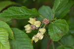 Common ninebark